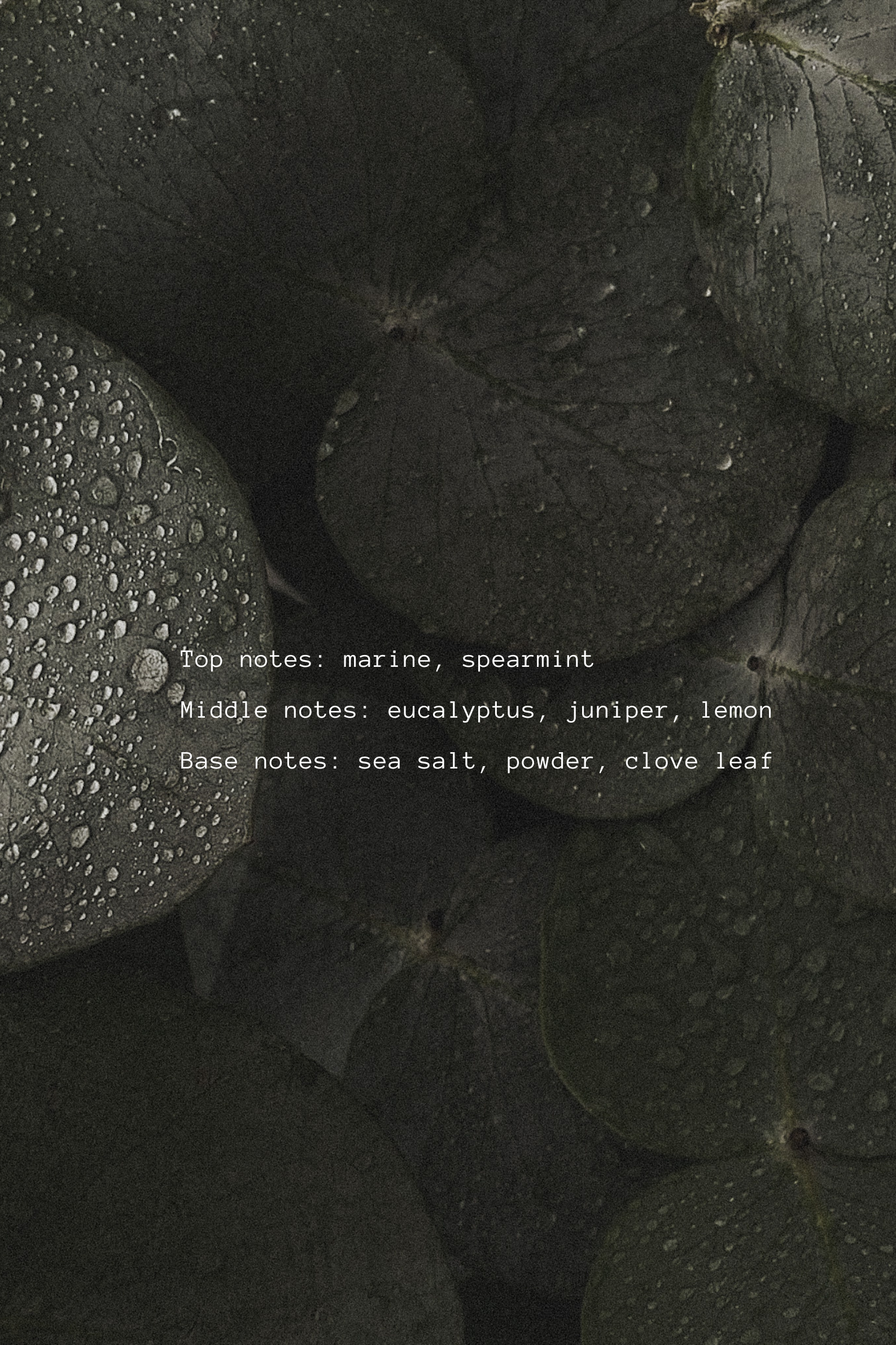 Close-up of eucalyptus leaves with water droplets on a dark background, featuring text about fragrance notes.