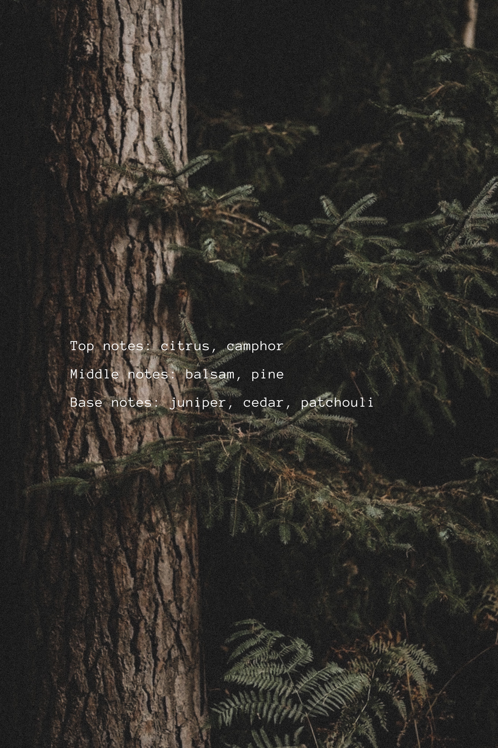 Tree trunk with green foliage and a text overlay on a dark background