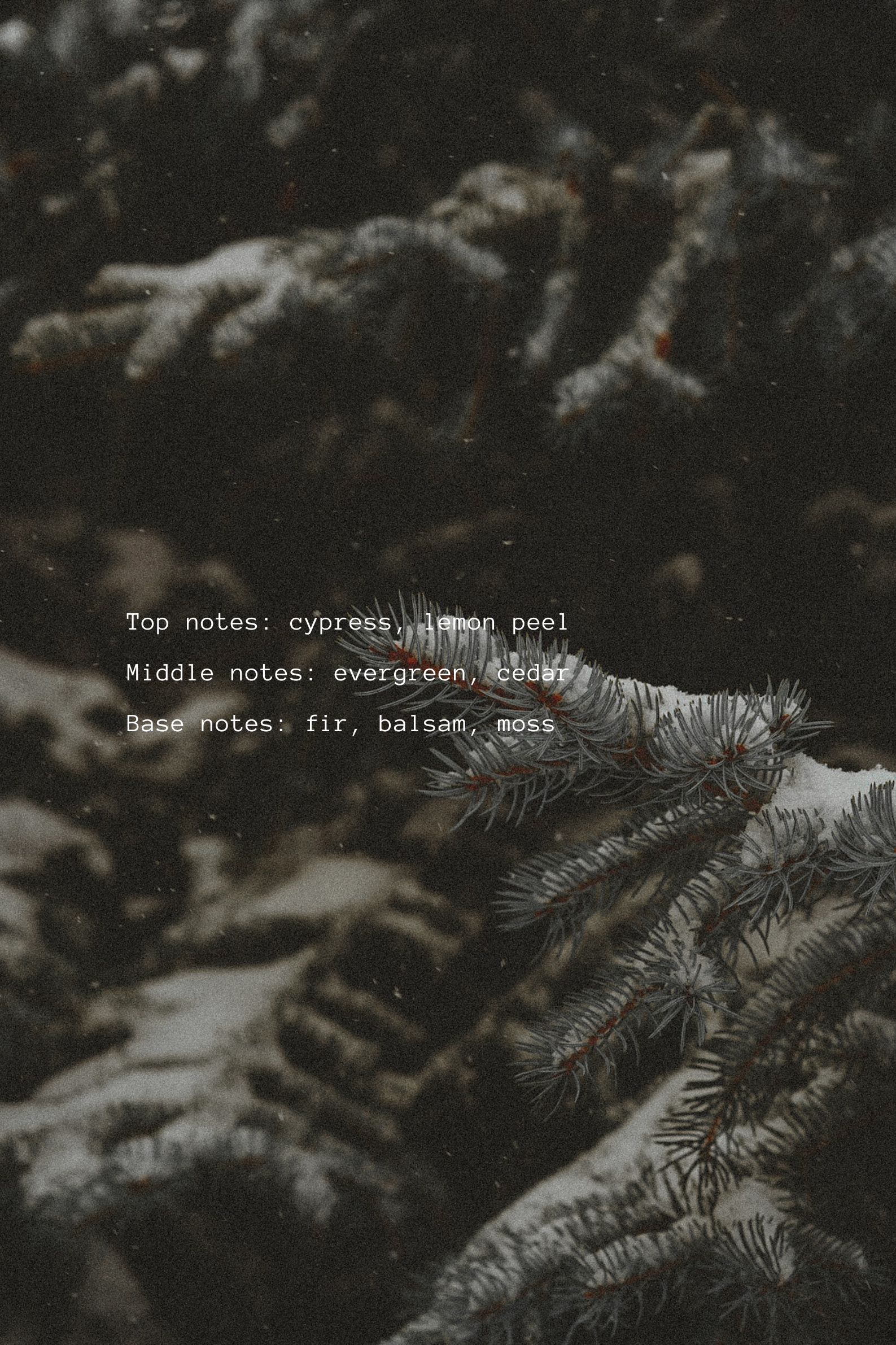 Frosty pine branches with Fraser fir notes text overlay on a dark background