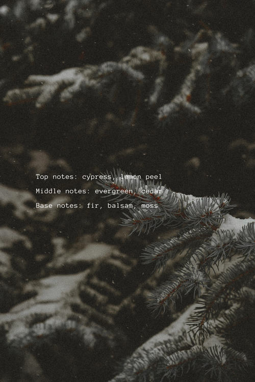 Frosty pine branches with Fraser fir notes text overlay on a dark background
